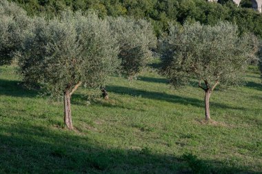 The olive tree is native to the Middle East and has been used as a food source since ancient times. Its fruit, olives, are used to extract oil.
