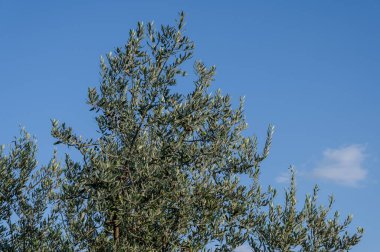 The olive tree is native to the Middle East and has been used as a food source since ancient times. Its fruit, olives, are used to extract oil.