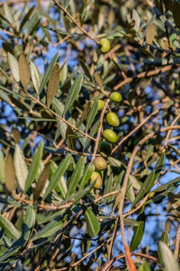 The olive tree is native to the Middle East and has been used as a food source since ancient times. Its fruit, olives, are used to extract oil.