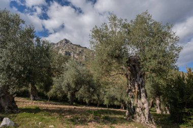 The olive tree is native to the Middle East and has been used as a food source since ancient times. Its fruit, olives, are used to extract oil.