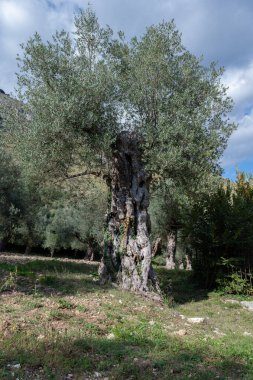 The olive tree is native to the Middle East and has been used as a food source since ancient times. Its fruit, olives, are used to extract oil.