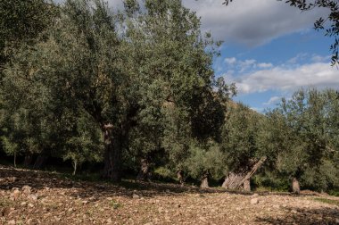 The olive tree is native to the Middle East and has been used as a food source since ancient times. Its fruit, olives, are used to extract oil.