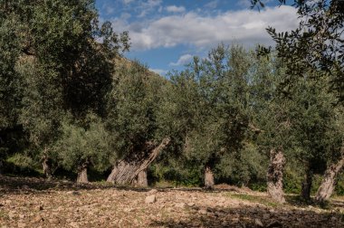 The olive tree is native to the Middle East and has been used as a food source since ancient times. Its fruit, olives, are used to extract oil.