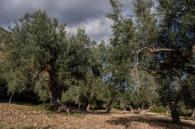 The olive tree is native to the Middle East and has been used as a food source since ancient times. Its fruit, olives, are used to extract oil.