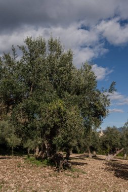 The olive tree is native to the Middle East and has been used as a food source since ancient times. Its fruit, olives, are used to extract oil.