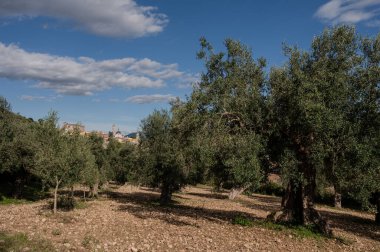 The olive tree is native to the Middle East and has been used as a food source since ancient times. Its fruit, olives, are used to extract oil.