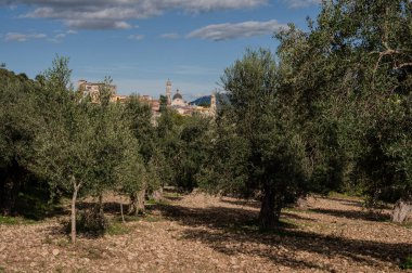 The olive tree is native to the Middle East and has been used as a food source since ancient times. Its fruit, olives, are used to extract oil.