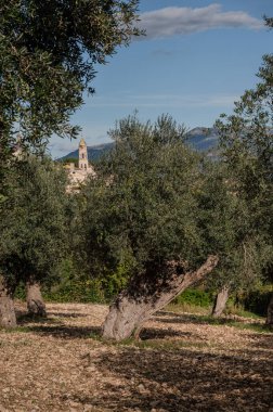 The olive tree is native to the Middle East and has been used as a food source since ancient times. Its fruit, olives, are used to extract oil.
