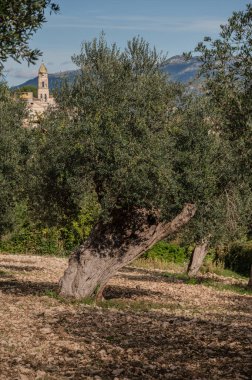 The olive tree is native to the Middle East and has been used as a food source since ancient times. Its fruit, olives, are used to extract oil.