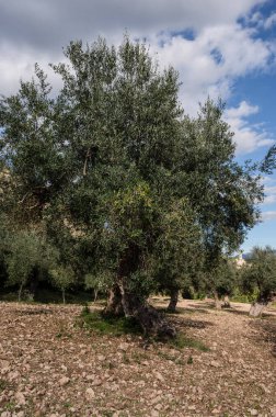 The olive tree is native to the Middle East and has been used as a food source since ancient times. Its fruit, olives, are used to extract oil.
