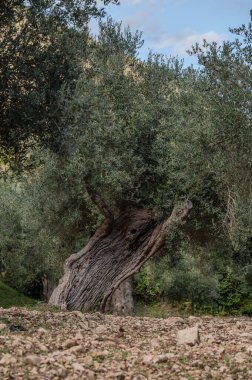 The olive tree is native to the Middle East and has been used as a food source since ancient times. Its fruit, olives, are used to extract oil.