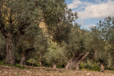 The olive tree is native to the Middle East and has been used as a food source since ancient times. Its fruit, olives, are used to extract oil.