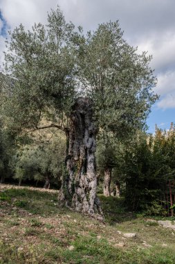 The olive tree is native to the Middle East and has been used as a food source since ancient times. Its fruit, olives, are used to extract oil.