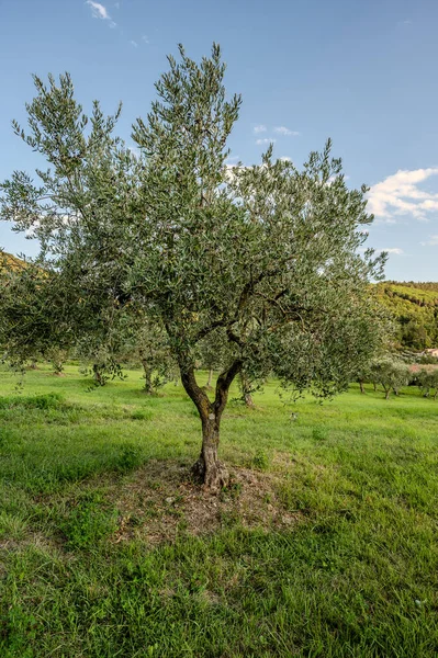 The olive tree is native to the Middle East and has been used as a food source since ancient times. Its fruit, olives, are used to extract oil.