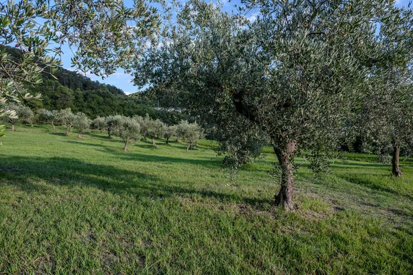 The olive tree is native to the Middle East and has been used as a food source since ancient times. Its fruit, olives, are used to extract oil.