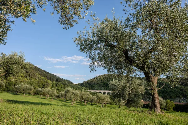 The olive tree is native to the Middle East and has been used as a food source since ancient times. Its fruit, olives, are used to extract oil.