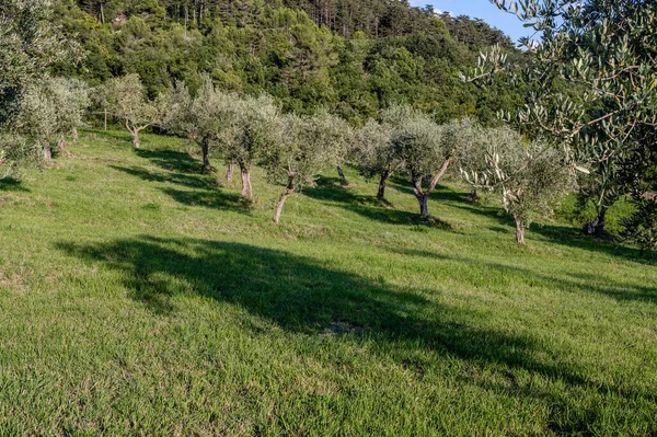 The olive tree is native to the Middle East and has been used as a food source since ancient times. Its fruit, olives, are used to extract oil.