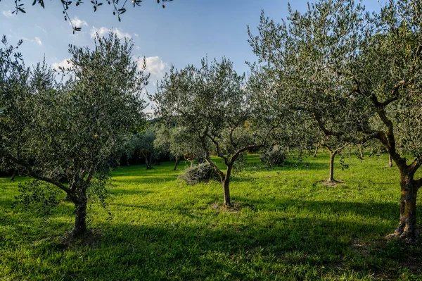 The olive tree is native to the Middle East and has been used as a food source since ancient times. Its fruit, olives, are used to extract oil.