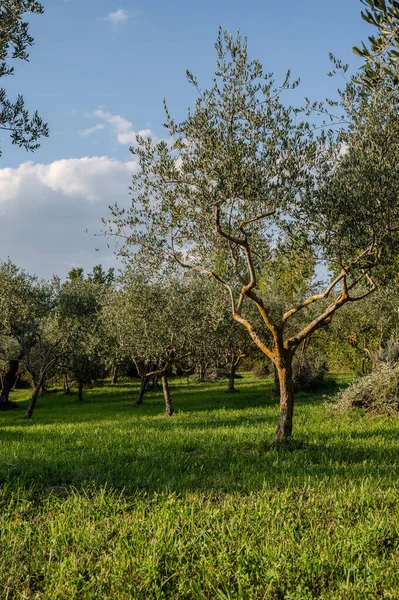 The olive tree is native to the Middle East and has been used as a food source since ancient times. Its fruit, olives, are used to extract oil.