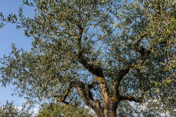 The olive tree is native to the Middle East and has been used as a food source since ancient times. Its fruit, olives, are used to extract oil.
