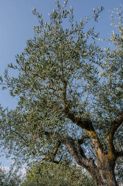 The olive tree is native to the Middle East and has been used as a food source since ancient times. Its fruit, olives, are used to extract oil.