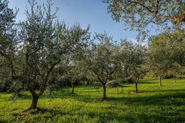 The olive tree is native to the Middle East and has been used as a food source since ancient times. Its fruit, olives, are used to extract oil.