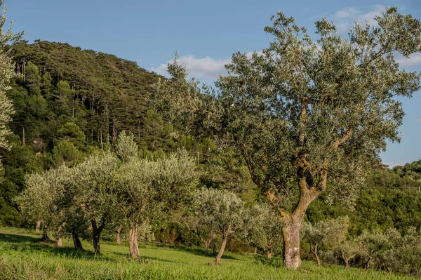 The olive tree is native to the Middle East and has been used as a food source since ancient times. Its fruit, olives, are used to extract oil.