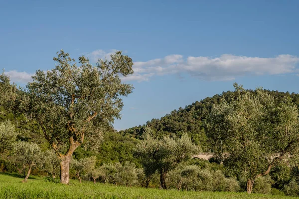 The olive tree is native to the Middle East and has been used as a food source since ancient times. Its fruit, olives, are used to extract oil.