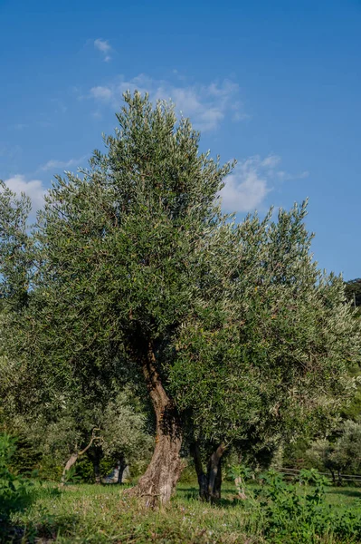 The olive tree is native to the Middle East and has been used as a food source since ancient times. Its fruit, olives, are used to extract oil.