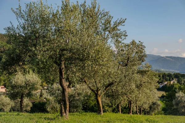 The olive tree is native to the Middle East and has been used as a food source since ancient times. Its fruit, olives, are used to extract oil.