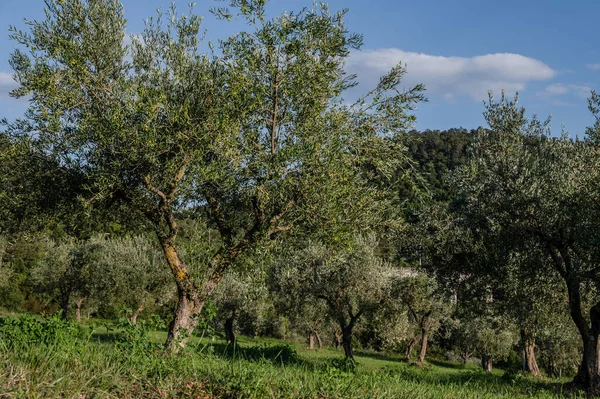 The olive tree is native to the Middle East and has been used as a food source since ancient times. Its fruit, olives, are used to extract oil.
