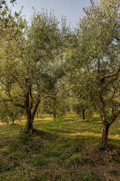 The olive tree is native to the Middle East and has been used as a food source since ancient times. Its fruit, olives, are used to extract oil.
