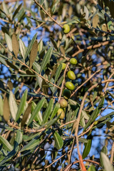 The olive tree is native to the Middle East and has been used as a food source since ancient times. Its fruit, olives, are used to extract oil.