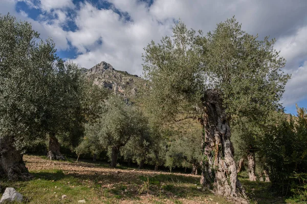 The olive tree is native to the Middle East and has been used as a food source since ancient times. Its fruit, olives, are used to extract oil.
