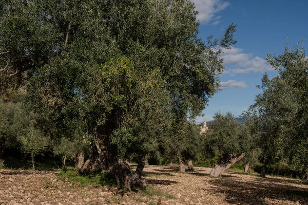 The olive tree is native to the Middle East and has been used as a food source since ancient times. Its fruit, olives, are used to extract oil.