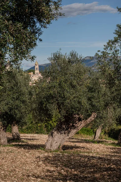 The olive tree is native to the Middle East and has been used as a food source since ancient times. Its fruit, olives, are used to extract oil.