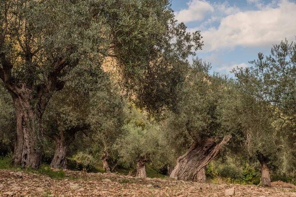 The olive tree is native to the Middle East and has been used as a food source since ancient times. Its fruit, olives, are used to extract oil.
