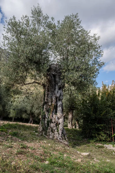 The olive tree is native to the Middle East and has been used as a food source since ancient times. Its fruit, olives, are used to extract oil.