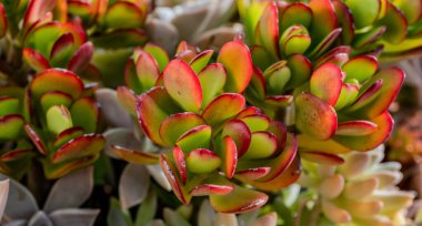 Crassula ovata, Crassulaceae familyasından Güney Afrika 'da yetişen sulu bir bitki türü..