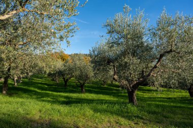 The olive tree is native to the Middle East and has been used as a food source since ancient times. Its fruit, olives, are used to extract oil.