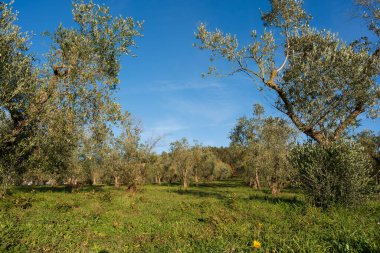 The olive tree is native to the Middle East and has been used as a food source since ancient times. Its fruit, olives, are used to extract oil.