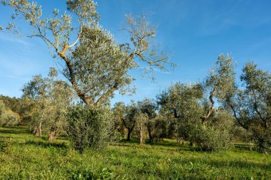 The olive tree is native to the Middle East and has been used as a food source since ancient times. Its fruit, olives, are used to extract oil.