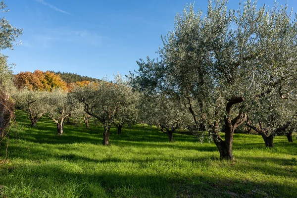 The olive tree is native to the Middle East and has been used as a food source since ancient times. Its fruit, olives, are used to extract oil.