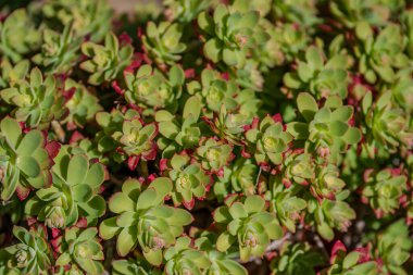 Echeveria, Crassulaceae familyasından Orta ve Güney Amerika 'ya ait sulu bir bitki cinsidir..