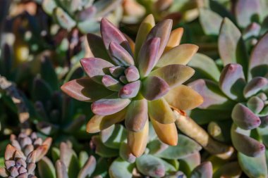 Echeveria, Crassulaceae familyasından Orta ve Güney Amerika 'ya ait sulu bir bitki cinsidir..