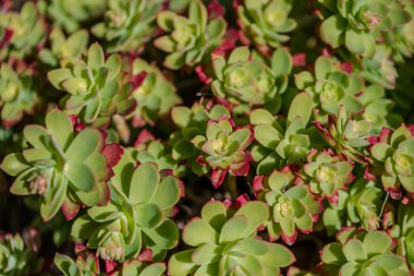 Echeveria, Crassulaceae familyasından Orta ve Güney Amerika 'ya ait sulu bir bitki cinsidir..