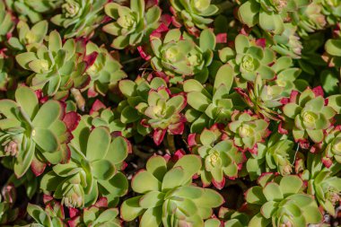 Echeveria, Crassulaceae familyasından Orta ve Güney Amerika 'ya ait sulu bir bitki cinsidir..