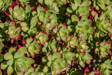 Echeveria, Crassulaceae familyasından Orta ve Güney Amerika 'ya ait sulu bir bitki cinsidir..