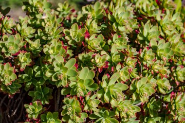 Echeveria, Crassulaceae familyasından Orta ve Güney Amerika 'ya ait sulu bir bitki cinsidir..