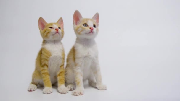 Двоє Червоно Білих Кошенят Махають Головами Кошенята Грають — стокове відео